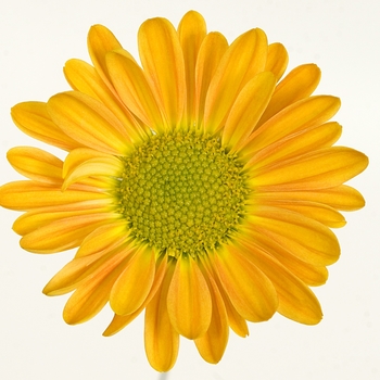 Chrysanthemum indicum 'Pueblo™ Orange' (116574)