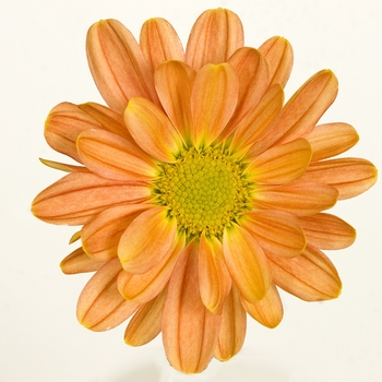 Chrysanthemum indicum 'Pueblo™ Cinnamon' (116575)