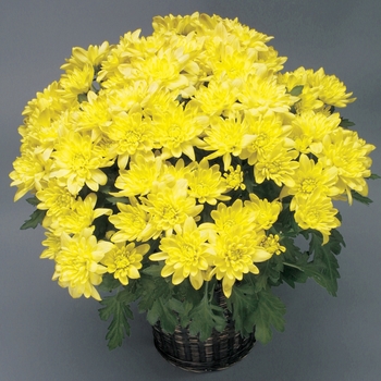 Chrysanthemum indicum 'Providence™ Yellow' (116576)