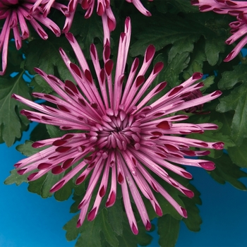 Chrysanthemum indicum 'Pittsburgh™ Purple' (116580)