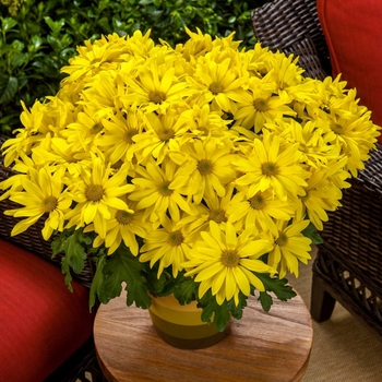 Chrysanthemum indicum 'Oakville™ Yellow' (116584)