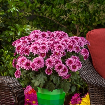 Chrysanthemum indicum 'Newark™ Pink Bicolor' (116587)