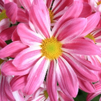Chrysanthemum indicum 'Milton™ Pink Bicolor' (116590)