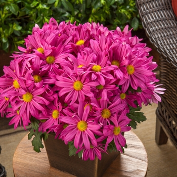 Chrysanthemum indicum 'Milton™ Pink' (116591)