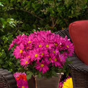Chrysanthemum indicum 'Milton™ Dark Pink' (116593)