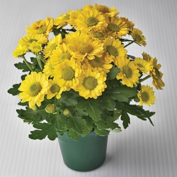 Chrysanthemum indicum 'Lucienne™ Yellow' (116596)