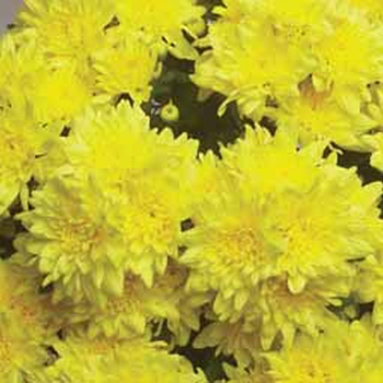 Chrysanthemum indicum 'Kingsville™ Yellow' (116601)