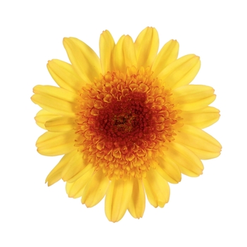 Chrysanthemum indicum 'Key Largo™ Golden' (116602)