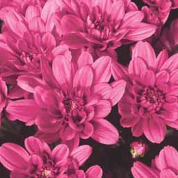 Chrysanthemum indicum 'Jamestown™ Regal Purple' (116604)