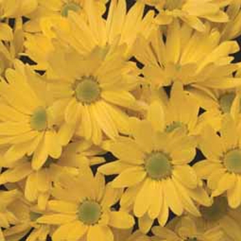 Chrysanthemum indicum 'Hollister™ Yellow' (116609)