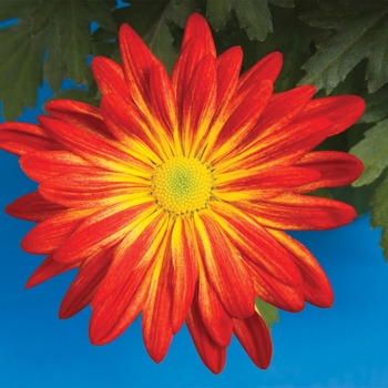 Chrysanthemum indicum 'Fire Island™ Red Bicolor' (116618)