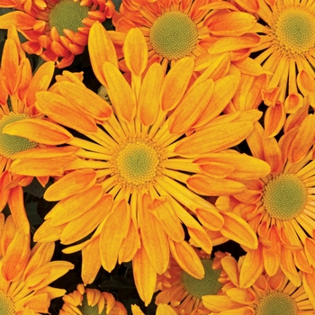 Chrysanthemum indicum 'Emporia™ Orange' (116624)