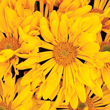 Chrysanthemum indicum 'Emporia™ Golden' (116625)