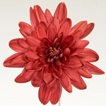 Chrysanthemum indicum 'Delano™ Red' (116630)