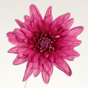 Chrysanthemum indicum 'Delano™ Purple' (116631)