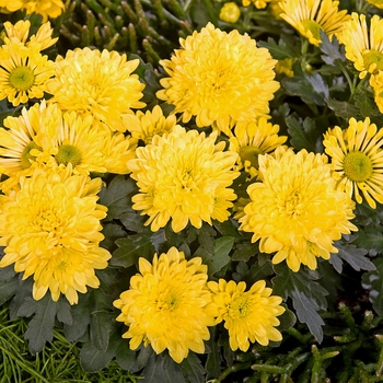 Chrysanthemum indicum 'Covington™ Yellow' (116632)
