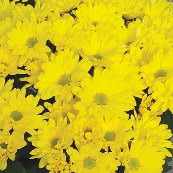Chrysanthemum indicum 'Chowchilla™ Yellow' (116634)