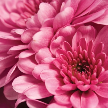 Chrysanthemum indicum 'Chatham™ Dark Pink' (116638)