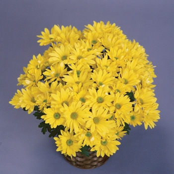 Chrysanthemum indicum 'Brighton™ Yellow' (116642)
