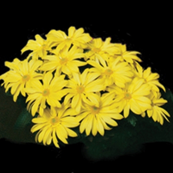Chrysanthemum indicum 'Blush™ Sunny' (116644)