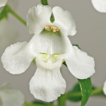 Angelonia angustifolia Archangel™ 'White Improved' (116755)