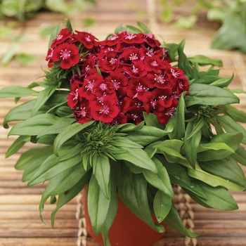 Dianthus barbatus Barbarini® 'Red' (116766)