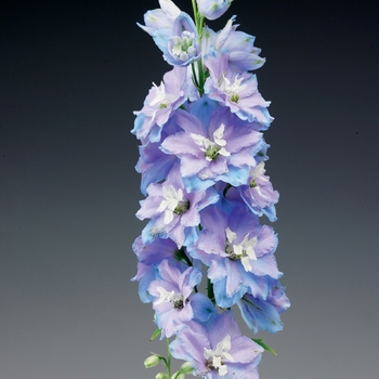 Delphinium elatum Excalibur™ 'Light Blue White Bee' (116784)