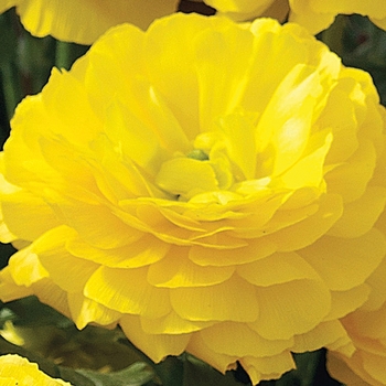 Ranunculus asiaticus Mache™ 'Yellow' (117446)