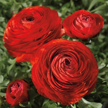 Ranunculus asiaticus Mache™ 'Red' (117450)