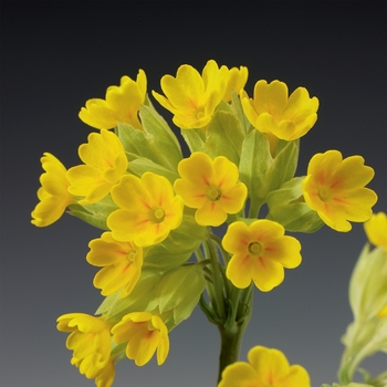 Primula veris Cabrillo™ 'Yellow' (117457)