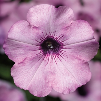 Petunia multiflora Ramblin'™ 'Amethyst' (117556)