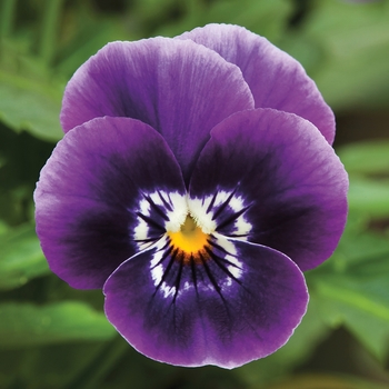 Viola cornuta Penny™ 'Deep Marina' (117790)