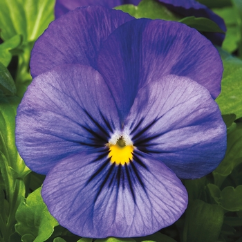 Viola cornuta Penny™ 'Deep Blue' (117791)