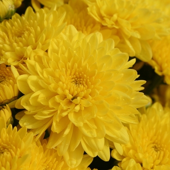Chrysanthemum x morifolium 'Dawn™ Yellow' (117900)