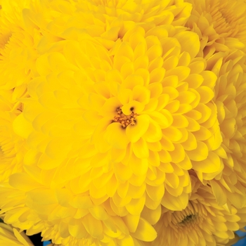 Chrysanthemum x morifolium 'Cheryl™ Sparkling Yellow' (117904)