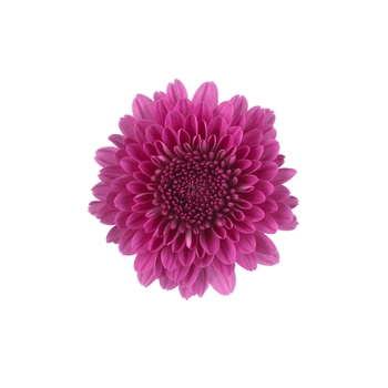 Chrysanthemum x morifolium 'Cheryl™ Regal Purple' (117905)