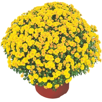 Chrysanthemum x morifolium 'Cheryl™ Golden' (117906)