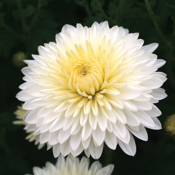 Chrysanthemum x morifolium 'Cheryl™ Frosty White' (117907)