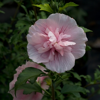 Hibiscus syriacus 'Pink Chiffon®' (118263)