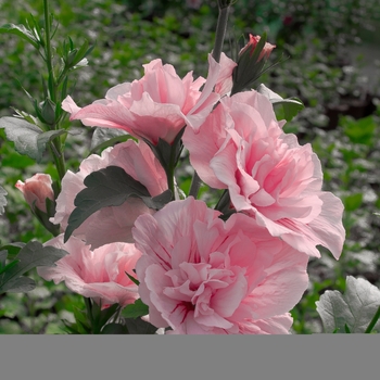 Hibiscus syriacus 'Pink Chiffon®' (118264)