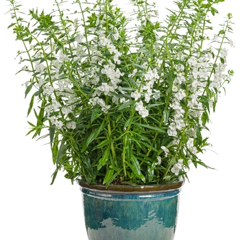Angelonia angustifolia Angelface® 'Super White' (118349)