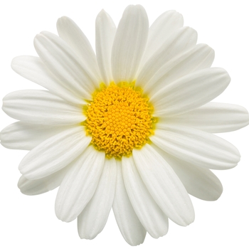 Argyranthemum frutescens 'Pure White Butterfly®' (118378)