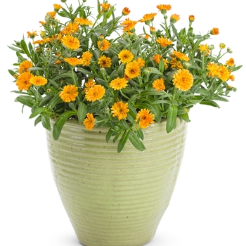 Calendula officinalis Lady Godiva® 'Orange' (118608)