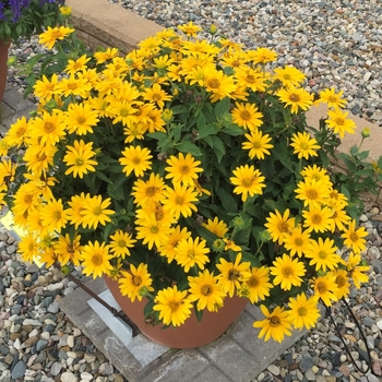Heliopsis helianthoides 'Tuscan Gold™' (118613)