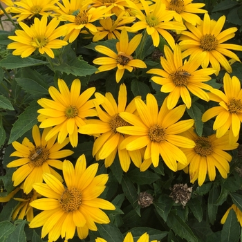 Heliopsis helianthoides 'Tuscan Gold™' (118615)