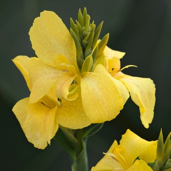 Canna x generalis Toucan® Yellow '' (118797)