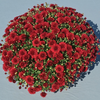 Chrysanthemum x morifolium 'Crimson Red Blush' (119045)