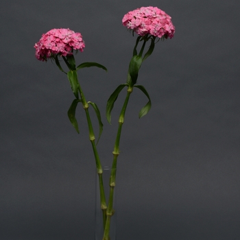 Dianthus barbatus Sweet™ 'Deep Pink Maxine' (119223)