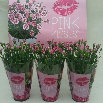 Dianthus 'Pink Kisses™' (119225)