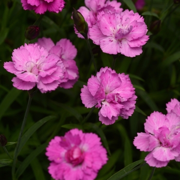 Dianthus Mountain Frost™ 'Pink PomPom' (119232)
